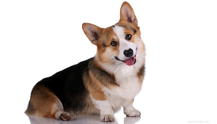 Choosing the Best Dog Food for Corgis: Nutrition Tips & Top Brands