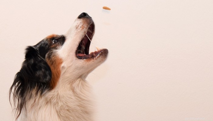 Top Vet-Recommended Dog Treats & Their Benefits
