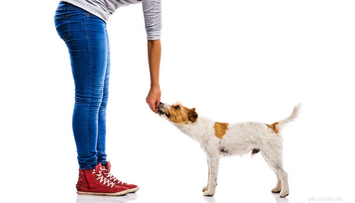 Top Vet-Recommended Dog Treats & Their Benefits