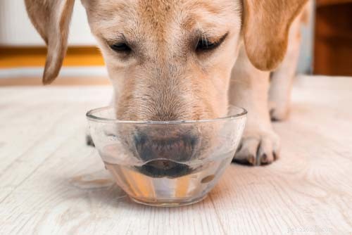 Safe Drinks for Dogs: Alternatives to Water You Should Know