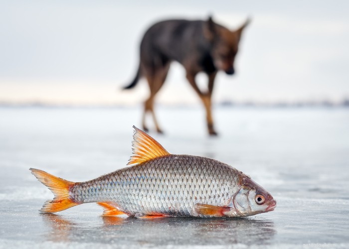 Can Dogs Eat Fish? Safe Choices & What to Avoid