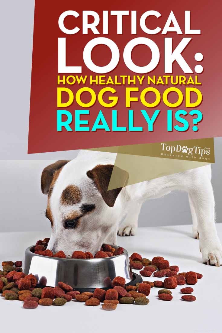 Natural Dog Food Unveiled: Benefits, Risks, and What Owners Should Know