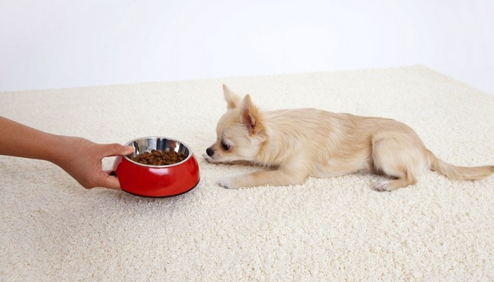 Natural Dog Food Unveiled: Benefits, Risks, and What Owners Should Know