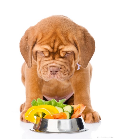 Natural Dog Food Unveiled: Benefits, Risks, and What Owners Should Know