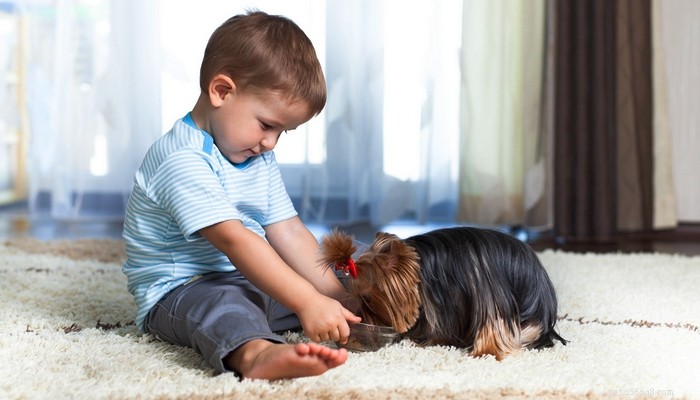 The Ultimate Guide to Choosing the Best Food for Yorkshire Terriers