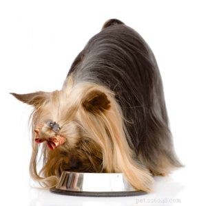 The Ultimate Guide to Choosing the Best Food for Yorkshire Terriers