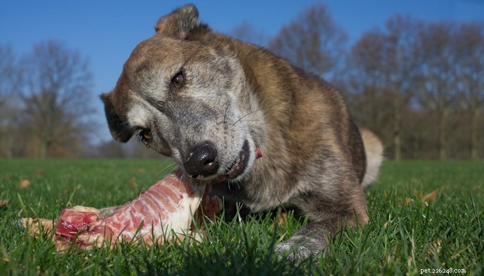 Is the BARF Diet Right for Your Dog? Pros, Cons, and Key Facts