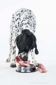 Is the BARF Diet Right for Your Dog? Pros, Cons, and Key Facts