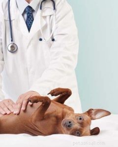 Is the BARF Diet Right for Your Dog? Pros, Cons, and Key Facts