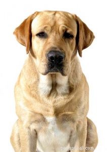 Is the BARF Diet Right for Your Dog? Pros, Cons, and Key Facts