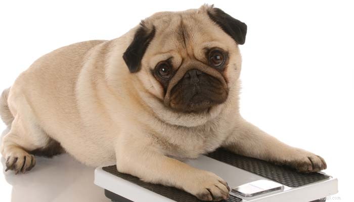 Choosing the Right Dog Food: Expert Tips for Your Pooch’s Health