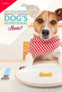 How to Meet Your Dog’s Nutritional Needs: A Guide for Pet Owners