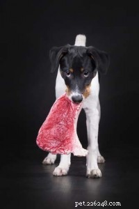 How to Meet Your Dog’s Nutritional Needs: A Guide for Pet Owners