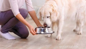Choosing the Right Dog Food: 4 Types Explained for Your Pet s Health