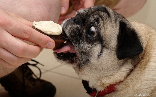Enjoy Thanksgiving Safely: How to Share Your Feast with Your Dog