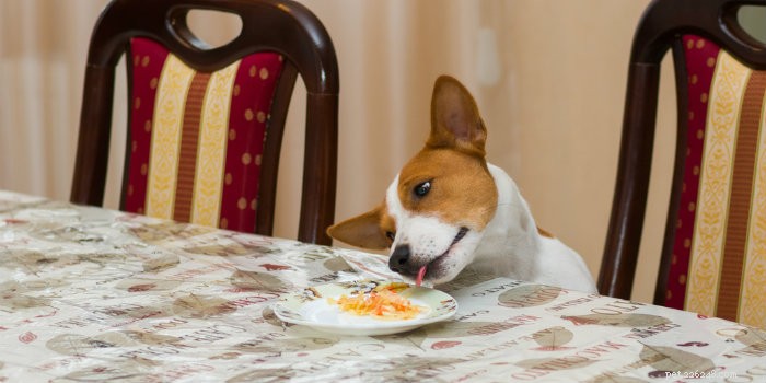 Enjoy Thanksgiving Safely: How to Share Your Feast with Your Dog