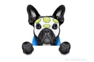 Cucumbers for Dogs: Health Benefits, Safe Serving Tips, and Possible Side Effects