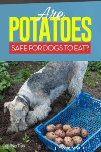 Can Dogs Safely Eat Potatoes? 4 Benefits & 3 Side Effects Explained