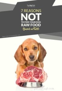 7 Scientifically Supported Reasons to Avoid Raw Dog Food