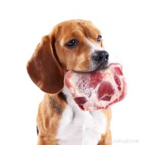 7 Scientifically Supported Reasons to Avoid Raw Dog Food