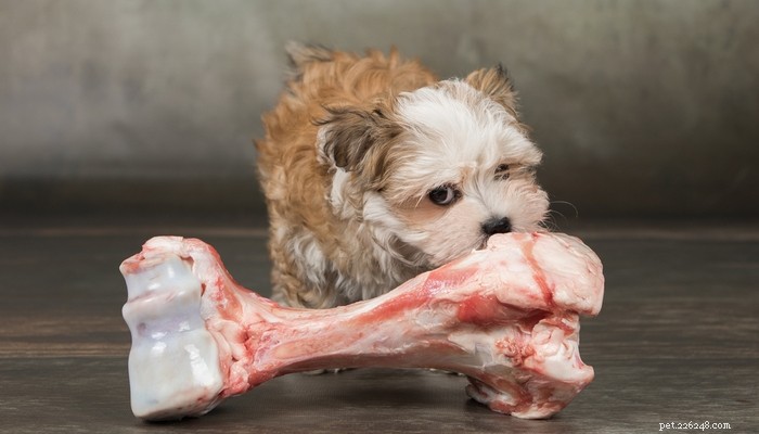 7 Scientifically Supported Reasons to Avoid Raw Dog Food