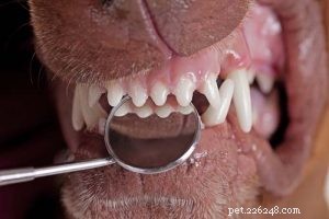 8 Proven Benefits of a Raw Food Diet for Your Dog
