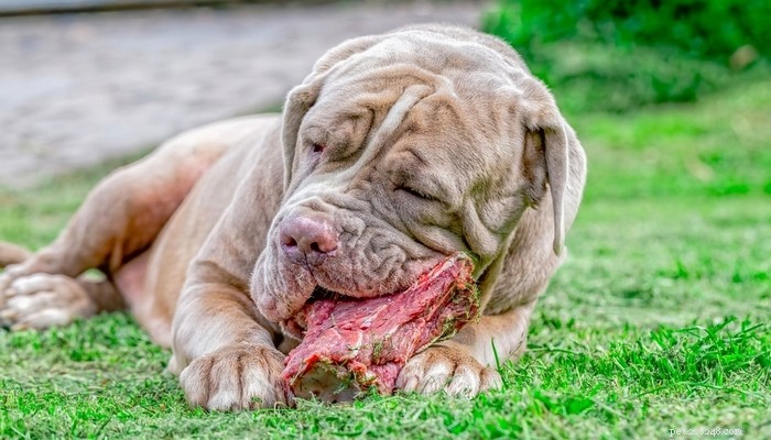 8 Proven Benefits of a Raw Food Diet for Your Dog