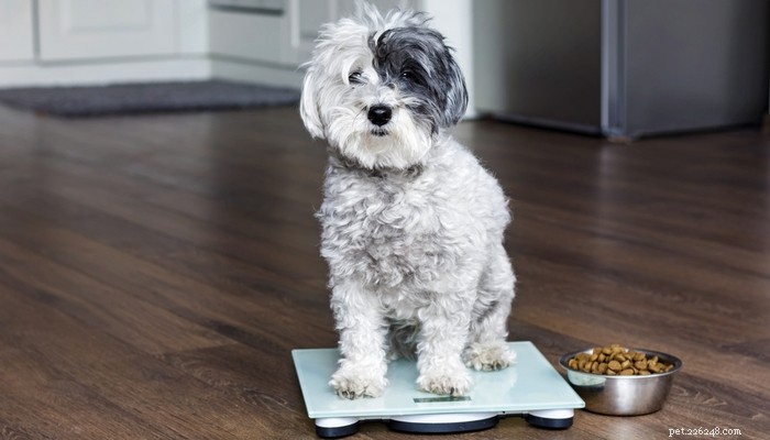 The Ultimate Guide: 17 Proven Tips for Selecting the Perfect Dog Food