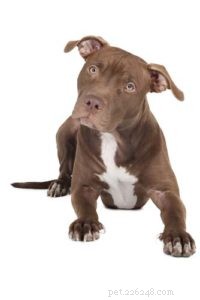 Top 5 Premium Dog Foods for Pit Bulls: Build Muscle & Strength