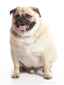 The Ultimate Guide: 17 Proven Tips for Selecting the Perfect Dog Food