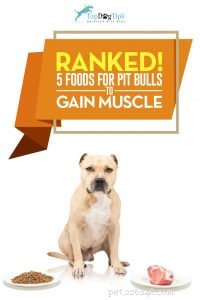 Top 5 Premium Dog Foods for Pit Bulls: Build Muscle & Strength