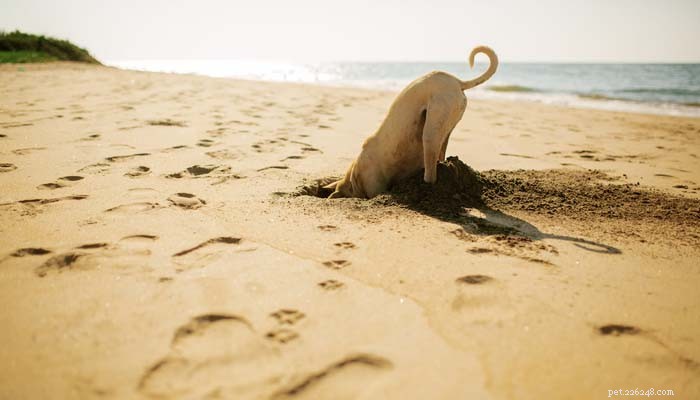 Choosing the Right Dog Food: A Comprehensive Guide to Ratings & Review Sites