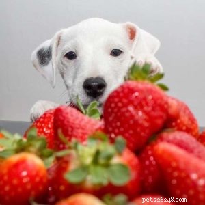 Strawberries for Dogs: Health Benefits, Safety, and Feeding Tips