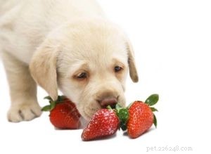 Strawberries for Dogs: Health Benefits, Safety, and Feeding Tips