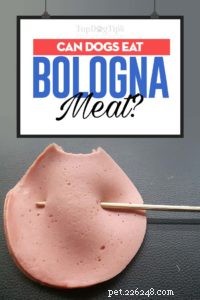 Is Bologna Safe for Dogs? Benefits and 7 Potential Side Effects