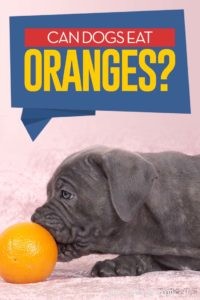 Are Oranges Safe for Dogs? Benefits, Risks, and How to Feed Them
