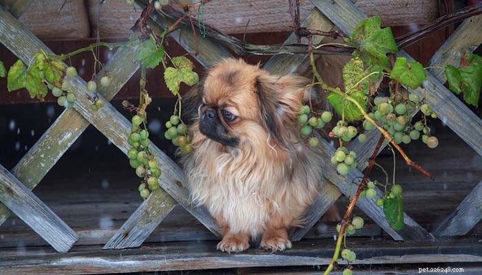 Why Grapes Are Dangerous for Dogs: Understanding Grape Toxicity