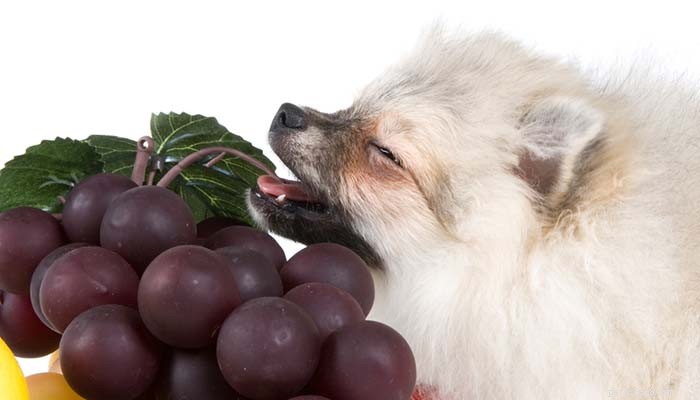 Why Grapes Are Dangerous for Dogs: Understanding Grape Toxicity