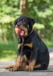 Are Apples Safe for Dogs? 8 Health Benefits & 3 Precautions