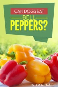 Can Dogs Safely Eat Bell Peppers? 9 Health Benefits & Possible Side Effects