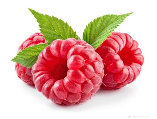 Can Dogs Safely Enjoy Raspberries? 10 Health Benefits & 2 Minor Risks