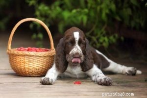Can Dogs Safely Enjoy Raspberries? 10 Health Benefits & 2 Minor Risks