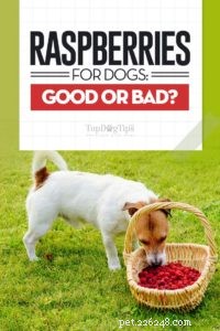 Can Dogs Safely Enjoy Raspberries? 10 Health Benefits & 2 Minor Risks