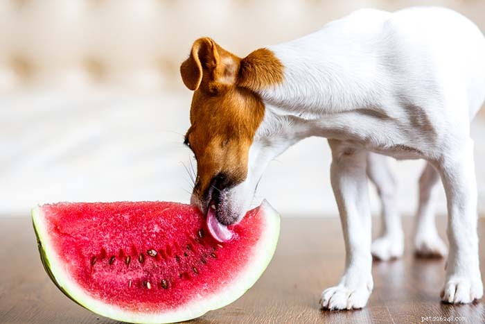 Is Watermelon Safe for Dogs? 5 Health Benefits & 2 Side Effects
