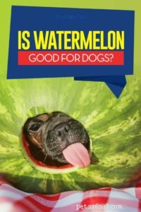Is Watermelon Safe for Dogs? 5 Health Benefits & 2 Side Effects