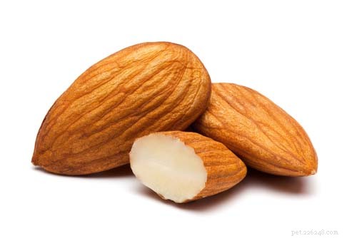 Almonds for Dogs: Benefits, Risks & Safe Feeding Guide