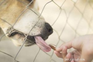 Almonds for Dogs: Benefits, Risks & Safe Feeding Guide
