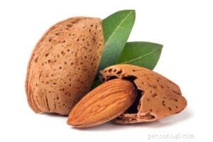 Almonds for Dogs: Benefits, Risks & Safe Feeding Guide