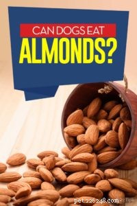 Almonds for Dogs: Benefits, Risks & Safe Feeding Guide