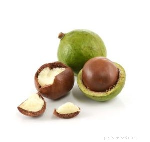 Are Macadamia Nuts Safe for Dogs? Health Benefits and Risks Explained